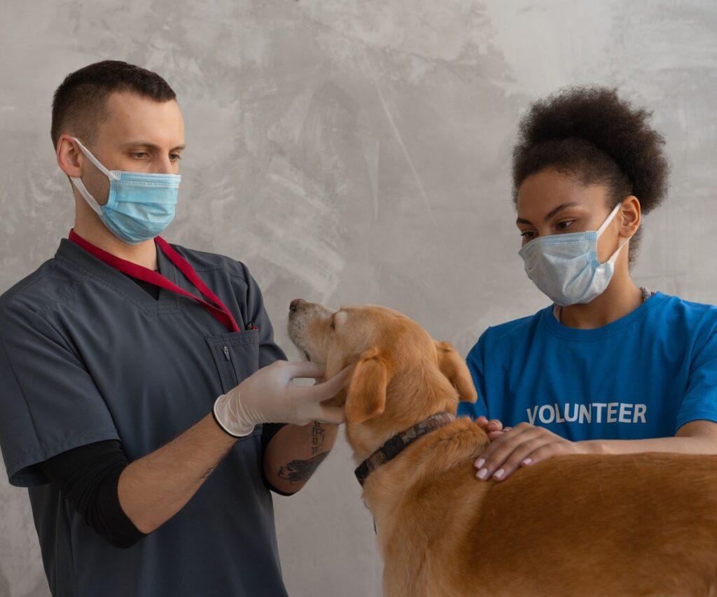Veterinary Virtual Assistants